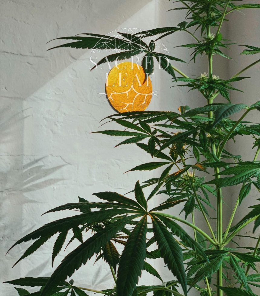 WhatsApp Image 2024-11-06 at 4.16.09 PM