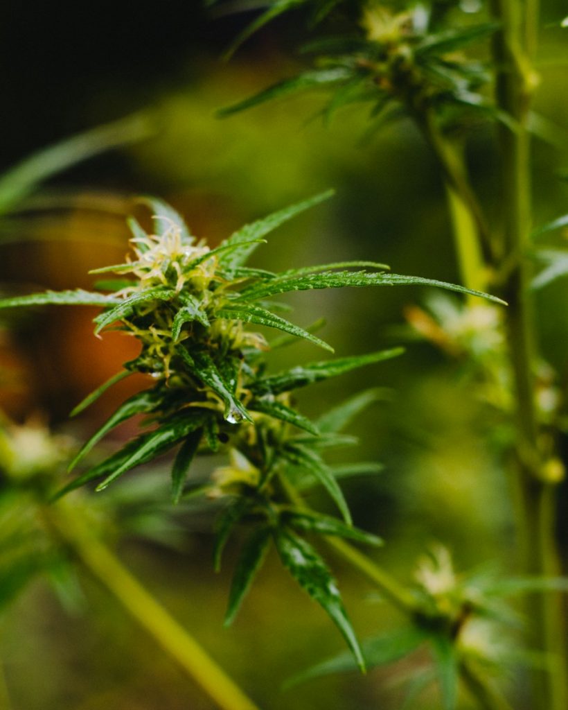 shane-rounce-fgtcAGglstc-unsplash