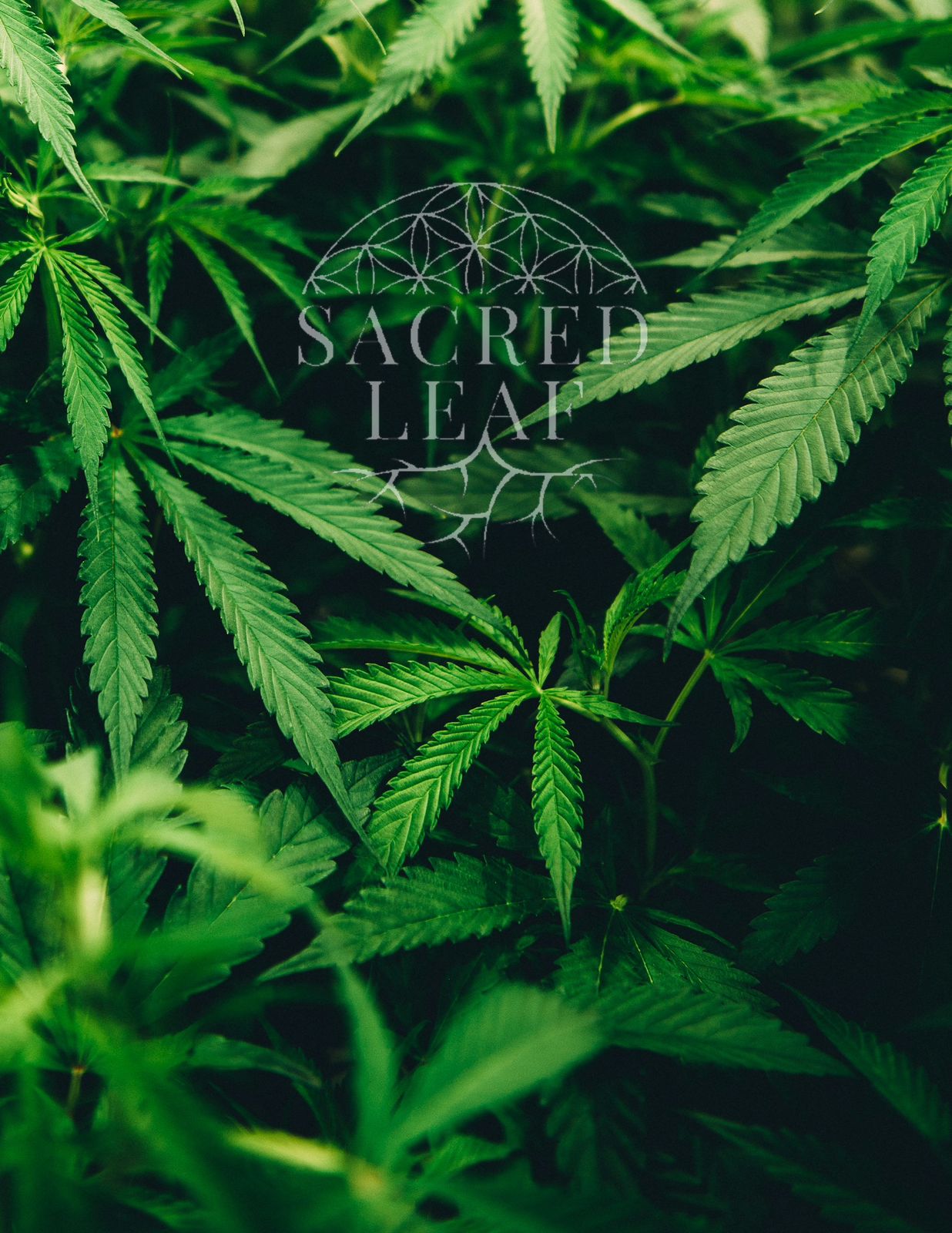 WhatsApp Image 2024-11-06 at 4.16.09 PM (1)